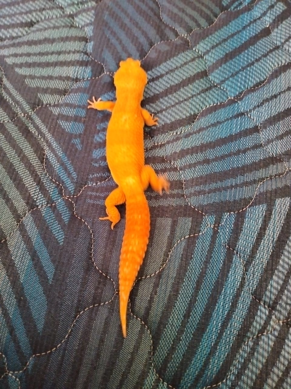 Leopard Gecko (Tokek Hias) High Morph