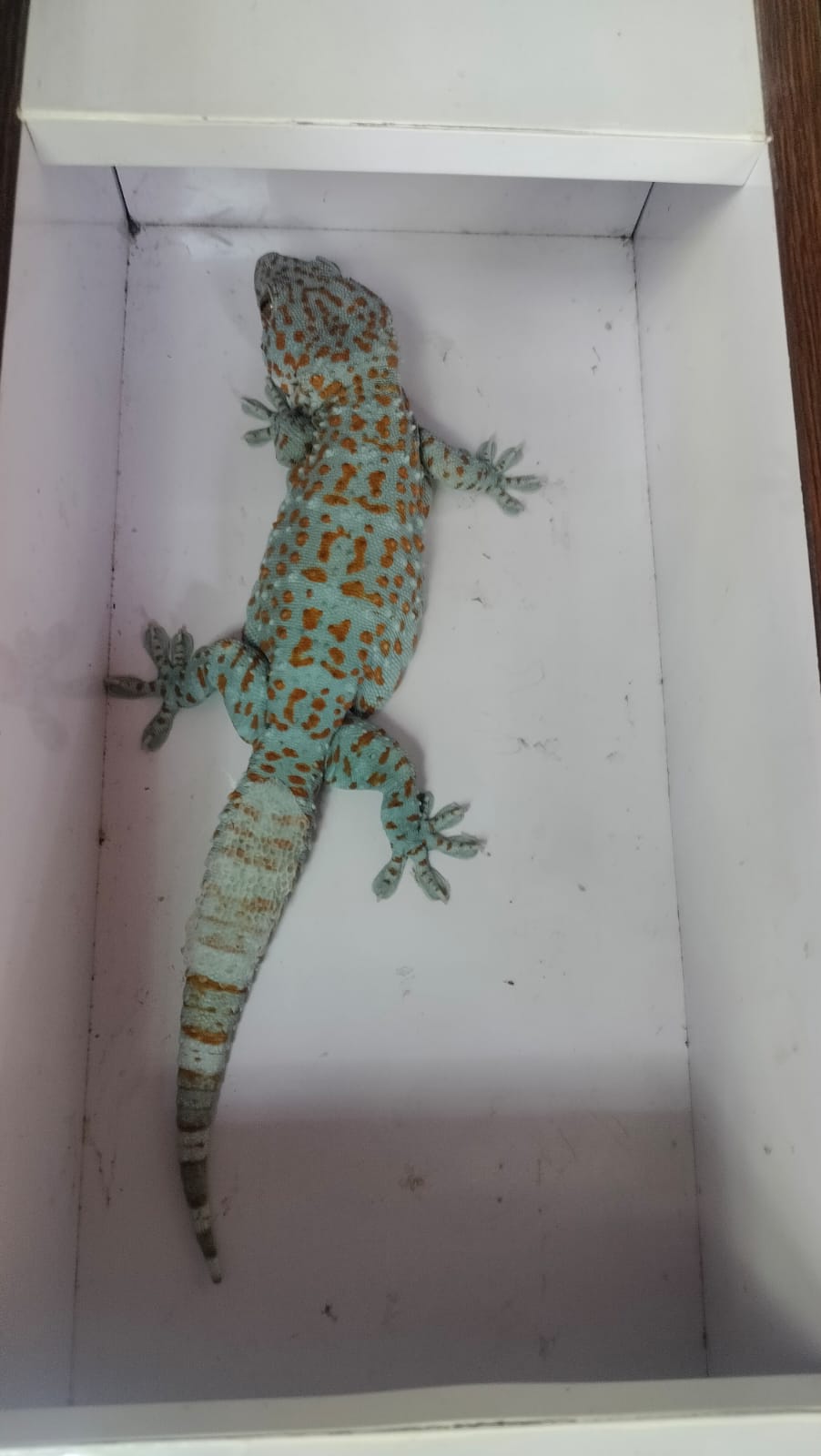 Ultra Rare Tokay Gecko Morph - Spesimen Kolektor Grade A++ Eksklusif